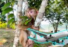 Breaking News! Shocked by rumors of where Monkey Kaka was released