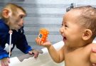Watch All the Cute And Obedient Videos of Monkey Kaka and baby Diem