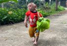 Bibi Enlisted Helps Mom Harvest Vegetables To Feed Mom Cook