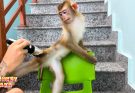 Monkey Kaka looks so beautiful when her father cut her hair